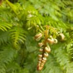 IMG-20240609-WA0004 (1)