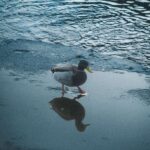 amelie-serie-2_page-0001